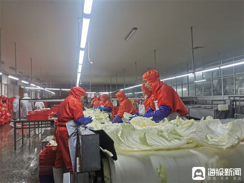 膠州大白菜蹲點記 從田間農產品到知名品牌的華麗轉身