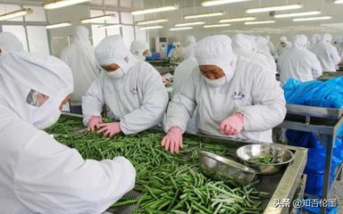 農村辦廠新機遇 精選蔬菜深加工項目，開啟致富快車道