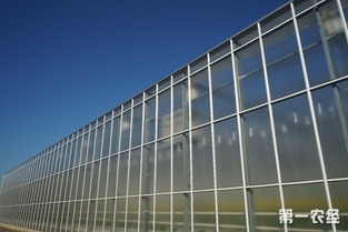 歸園新農人 80末“富二代”留學歸來，打造歐荷生態小番茄的綠色夢想