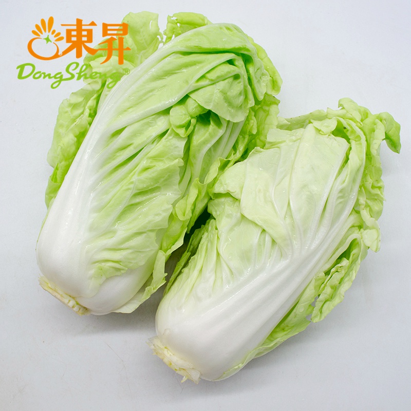 東升黃芽白 廣州農場直供的新鮮優質大白菜